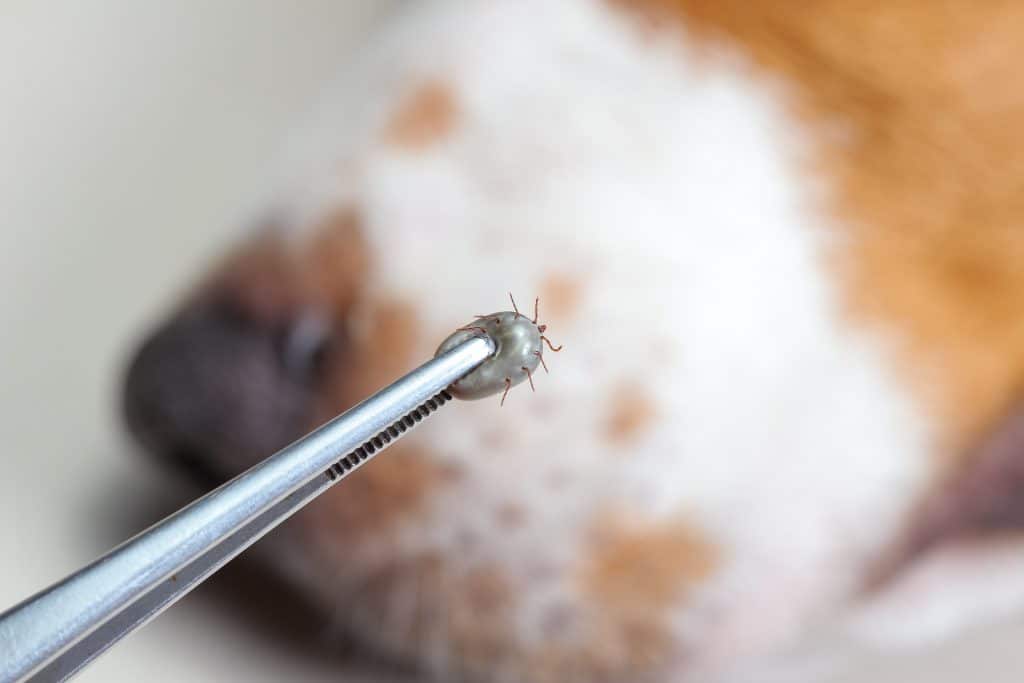 What should I do if my dog has ticks? - Ganador