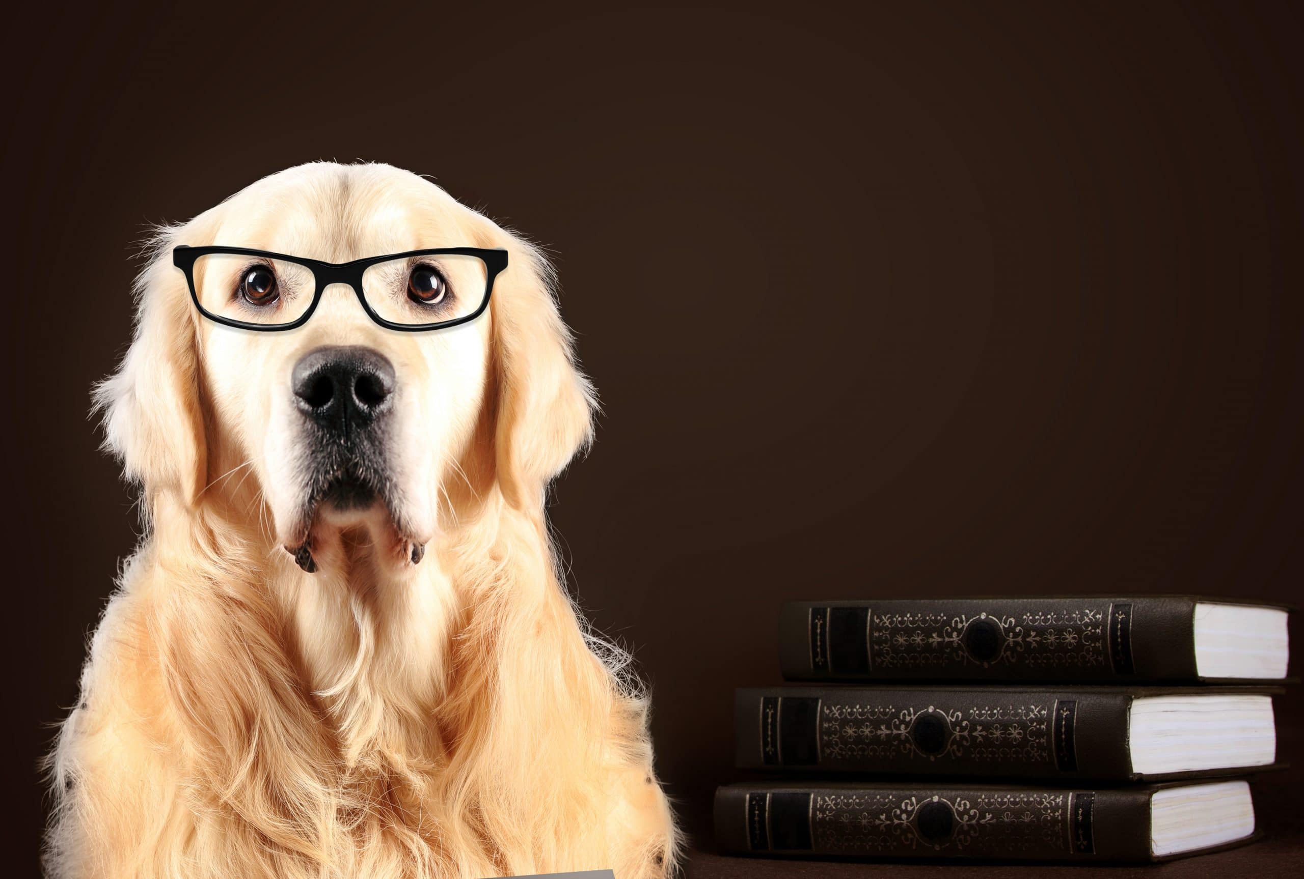 know-about-the-three-most-intelligent-dog-breeds-ganador